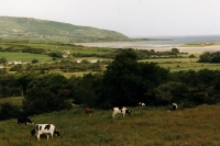 Kühe in Irland