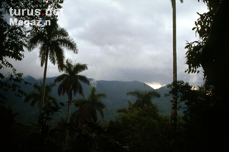 Im Regenwald bei Saroa auf Kuba