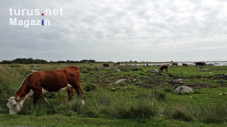 Kuh auf einer schwedischen Weide