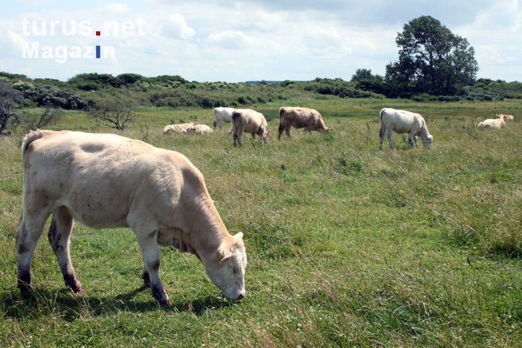 weidende Kühe auf Hiddensee