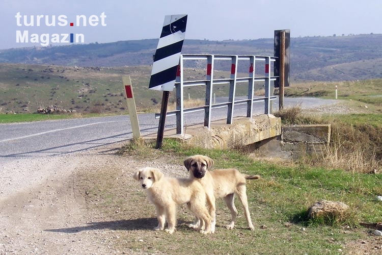 süße, knuffige Hunde am Straßenrand in der türkischen Provinz Edirne