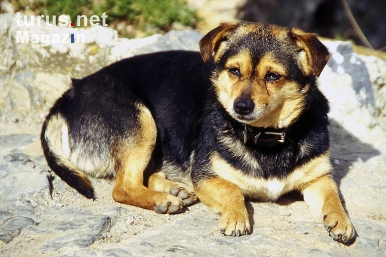 knuffiger Hund in einem galizischen Dorf