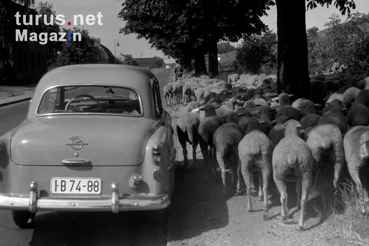 Fahrzeug auf dem Land, Schafe am Straßenrand, DDR, Anfang 60er Jahre