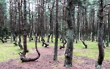  Tanzender Wald im Oblast Kaliningrad