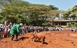 Nashorn in Nairobi
