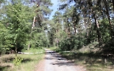Königsweg im Forst Düppel