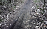 Kronkorken auf einem Waldweg