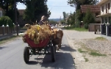 Fuhrwerk in einem serbischen Dorf