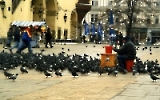 Tauben auf dem Marktplatz von Krakow / Krakau, Winter 2000