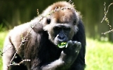 eine Gorillamännchen bei der Futtersuche