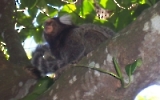 Äffchen in einem Baum am Hang des Zuckerhuts in Rio de Janeiro