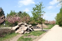 Blühende Kirschbäume am ehemaligen Berliner Mauerstreifen, ein japanisches Geschenk