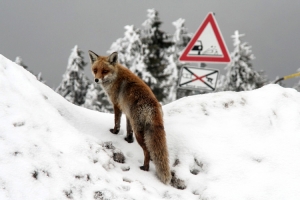 Fuchs im Schnee