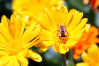 Honigbiene auf einer gelben Blüte