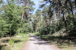 Königsweg im Forst Düppel