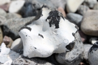 Steine am Strand von Hiddensee