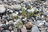 Steine am Strand von Hiddensee
