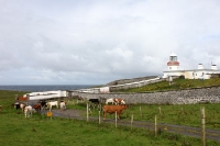 irische Kühe am Leuchtturm am Point Ed Dunkineely in Irland