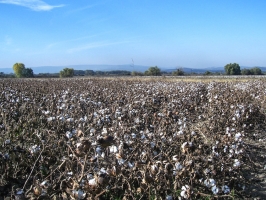 Baumwollfelder in Griechenland
