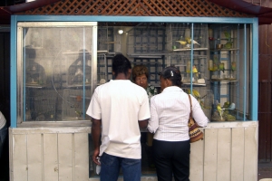 Rosenköpfchen-Verkauf in Havanna
