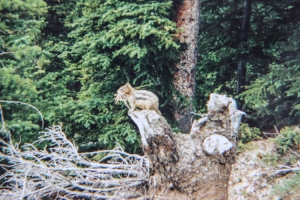 Streifenhörnchen in Kanada