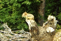 Streifenhörnchen in den kanadischen Wäldern