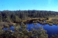 Mit der Eisenbahn von Petrosawodsk nach Murmansk, Blick aus dem Zugfenster, russische Landschaft