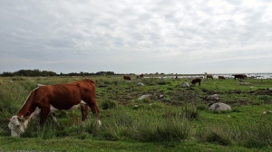 Kuh auf einer schwedischen Weide