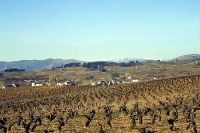 Weinberge im spanischen Anbaugebiet El Bierzo