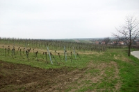 Weinberge / Weinanbau in Niederösterreich