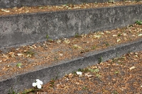 Blümchen auf  den Stufen eines Stadions