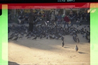 Tauben in Lissabon, auf dem Weg zum UEFA-Cup-Spiel 1994 (Pocketfilm)