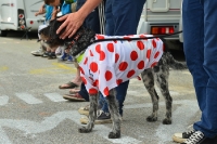 Hund im gepunkteten Bergtrikot der Tour de France