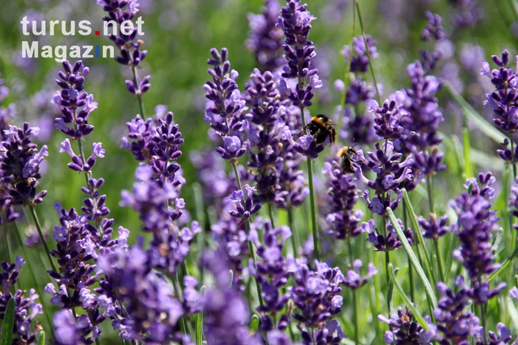 Duft der Provence: Lavendel in einem Garten
