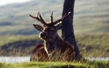 Hirsch in den schottischen Highlands