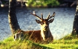 Hirsch in den schottischen Highlands