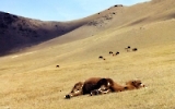 herbstliche Landschaft um Ulaanbaatar / Ulan Bator