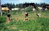 Feldarbeit / Gartenarbeit auf einer Datscha / Datsche in Sibirien