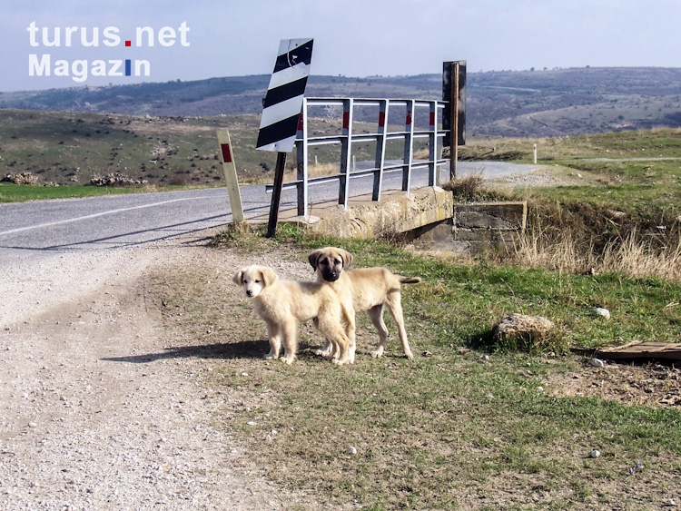 Knuffige Straßenhunde in der Türkei