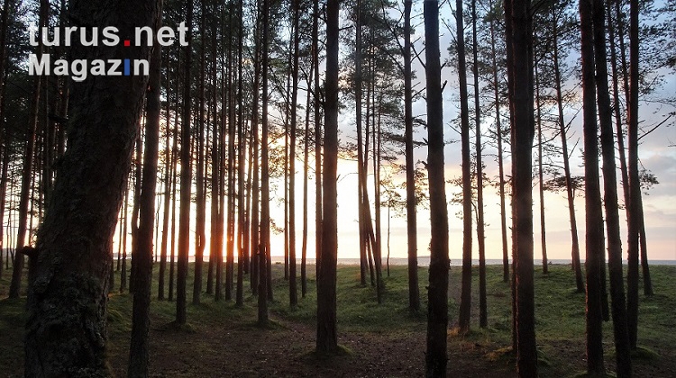 Waldstück in Estland