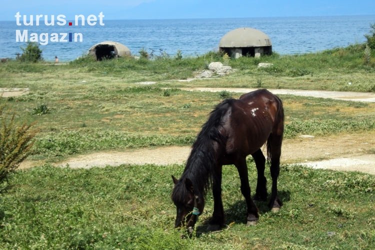 Betonbunker und grasendes Pferd bei Pogradec in Albanien