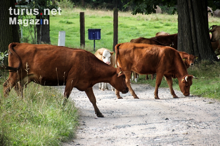 Kühe im polnischen Riesengebirge