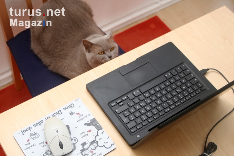 Katze vor dem Laptop