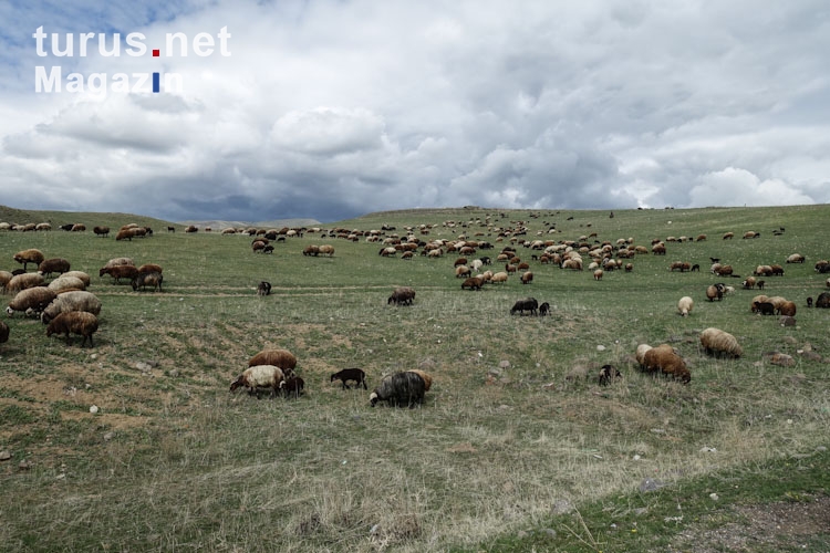 Schafherde in Armenien