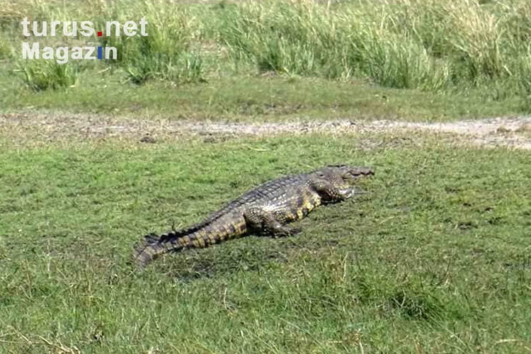 Alligator in Botswana