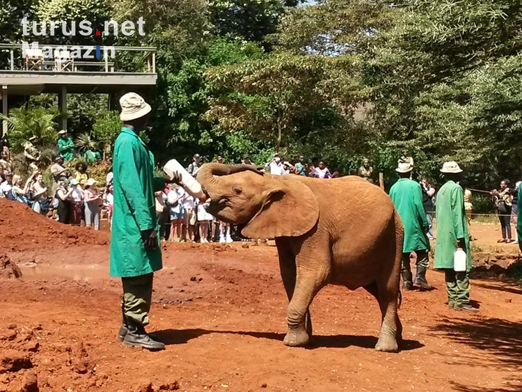 Elefanten in Nairobi