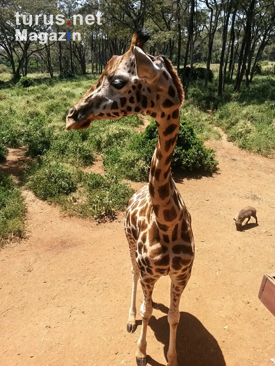 Giraffen in Nairobi