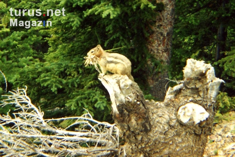 Streifenhörnchen in den kanadischen Wäldern