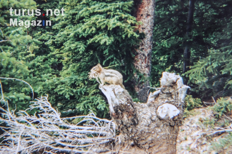 Streifenhörnchen in Kanada