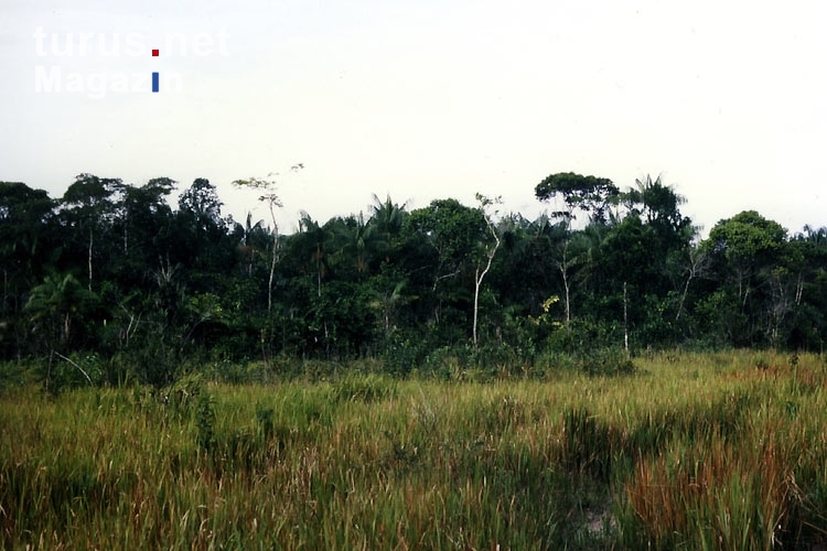 Waldgebiet und Lichtung in Amazonien, Brasilien